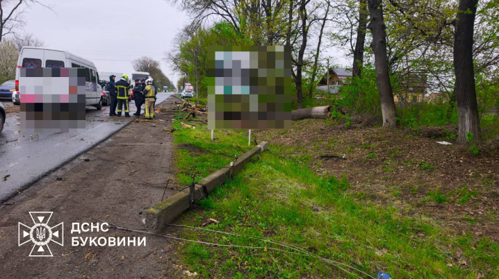 На Буковині дерево впало на екскурсійний автобус в якому їхали 19 дітей