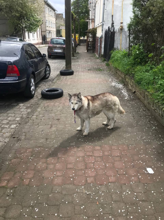 У Чернівцях шукають власників собаки, яку помітили в районі вулиці Шевченка