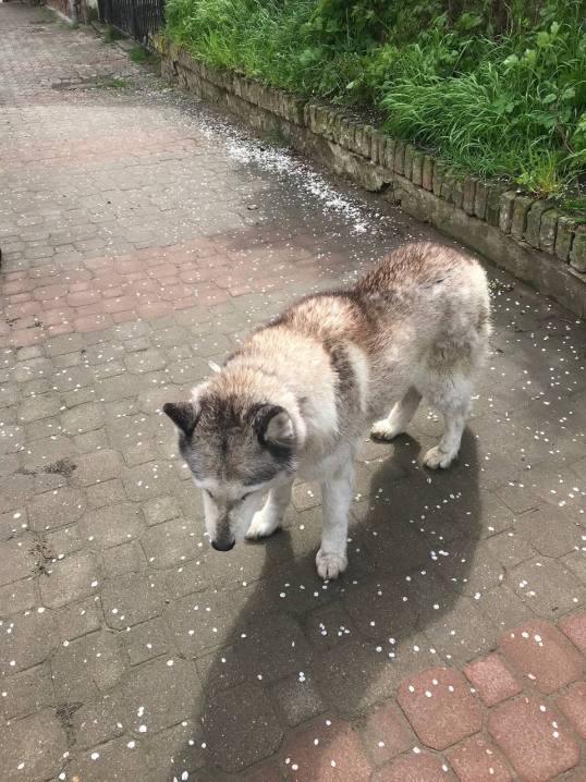 У Чернівцях шукають власників собаки, яку помітили в районі вулиці Шевченка