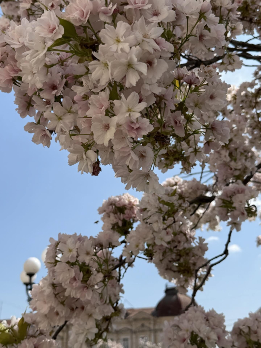У Чернівцях квітнуть тюльпани й сакури: у мережі опублікували яскраві фото міста