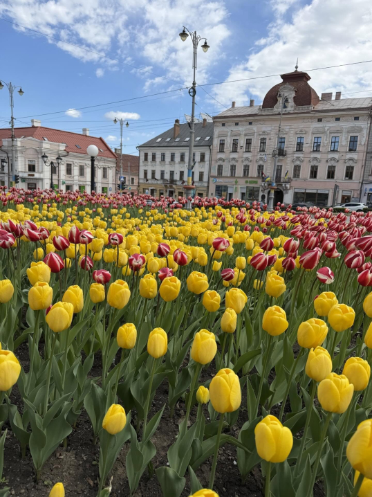 У Чернівцях квітнуть тюльпани й сакури: у мережі опублікували яскраві фото міста