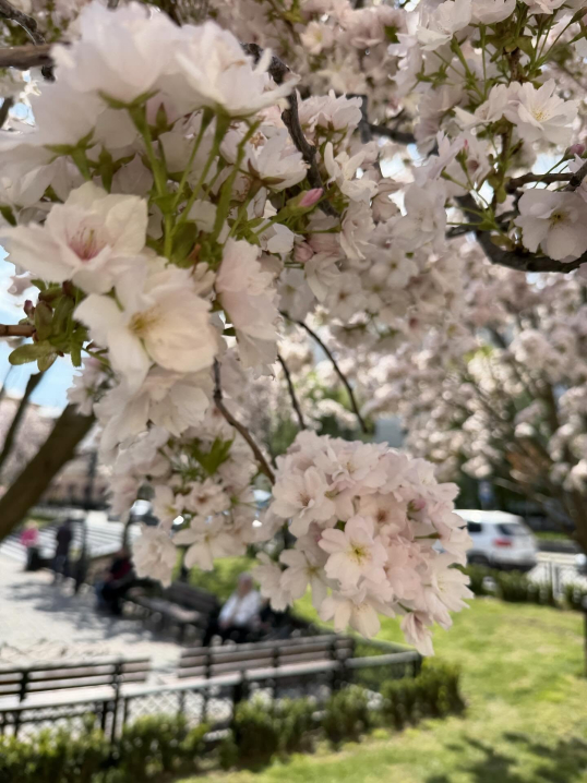 У Чернівцях квітнуть тюльпани й сакури: у мережі опублікували яскраві фото міста