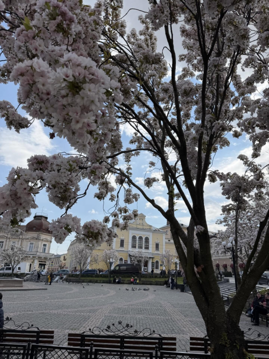 У Чернівцях квітнуть тюльпани й сакури: у мережі опублікували яскраві фото міста
