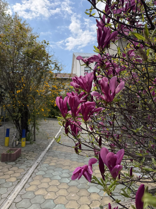 У Чернівцях квітнуть тюльпани й сакури: у мережі опублікували яскраві фото міста