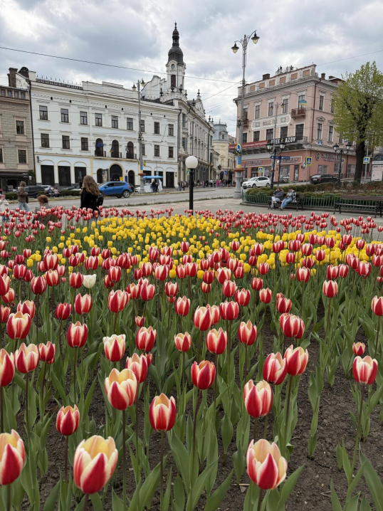 У Чернівцях квітнуть тюльпани й сакури: у мережі опублікували яскраві фото міста