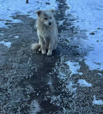 Морозний ранок на Буковині: якою буде погода у суботу, 11 квітня