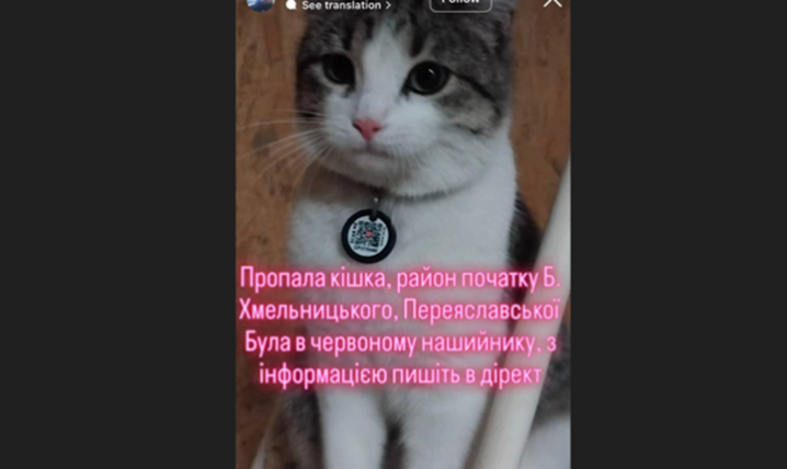 У Чернівцях в районі вулиці Хмельницького шукають зниклу кішку