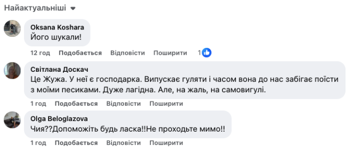 На Гравітоні у Чернівцях собака з ошийником гуляє без господарів На Гравітоні у Чернівцях собака з ошийником гуляє без господарів