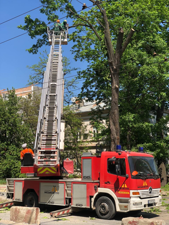 У Чернівцях на Головній комунальники рубають величезне здорове дерево