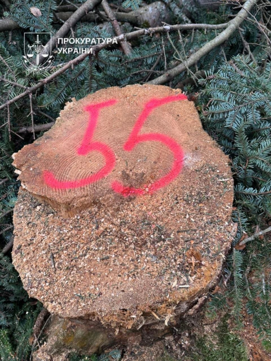 На Буковині екслісничому повідомлено про підозру через вирубку дерев на 7,6 млн грн