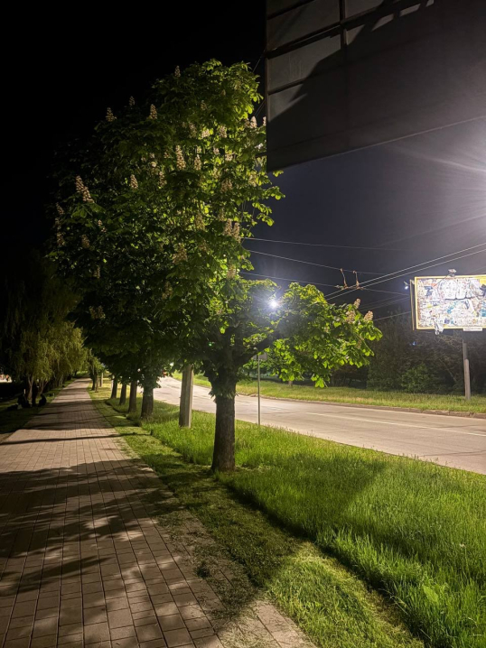 У Чернівцях на вулиці Скальда зрізали дерево, бо воно закривало рекламу