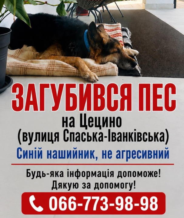 На Цецино у Чернівцях розшукують собаку: просять допомогти з пошуками