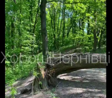 У парку Федьковича впало величезне дерево біля памʼятника Йозефу Главці