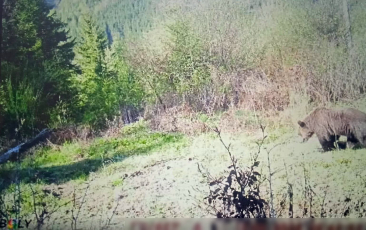 Карпатська рись, ведмідь і глухар потрапили в об'єктиви камер прикордонників на Буковині Карпатська рись, ведмідь і глухар потрапили в об'єктиви камер прикордонників на Буковині