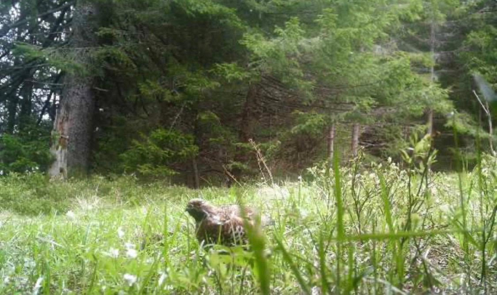 Карпатська рись, ведмідь і глухар потрапили в об'єктиви камер прикордонників на Буковині Карпатська рись, ведмідь і глухар потрапили в об'єктиви камер прикордонників на Буковині