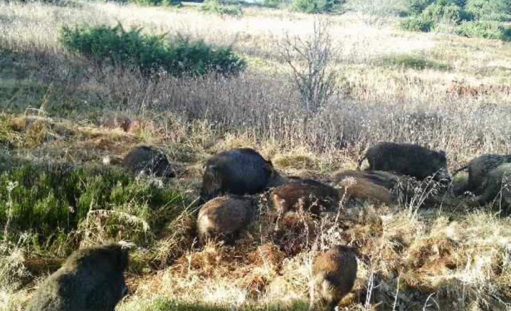Карпатська рись, ведмідь і глухар потрапили в об'єктиви камер прикордонників на Буковині Карпатська рись, ведмідь і глухар потрапили в об'єктиви камер прикордонників на Буковині