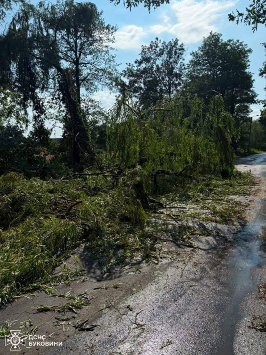 У Чернівцях з вигрібної ями врятували собаку, а у Вижниці вилучили плазуна У Чернівцях з вигрібної ями врятували собаку, а у Вижниці вилучили плазуна