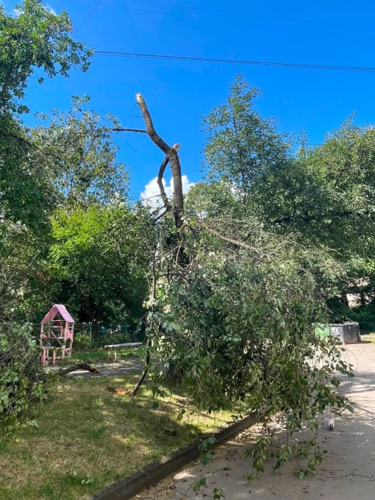 У Чернівцях на Героїв Майдану дерево впало на дитячий майданчик