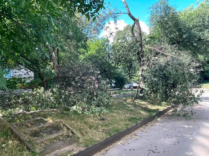 У Чернівцях на Героїв Майдану дерево впало на дитячий майданчик
