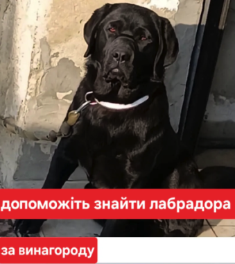 У Чернівцях зник чорний лабрадор