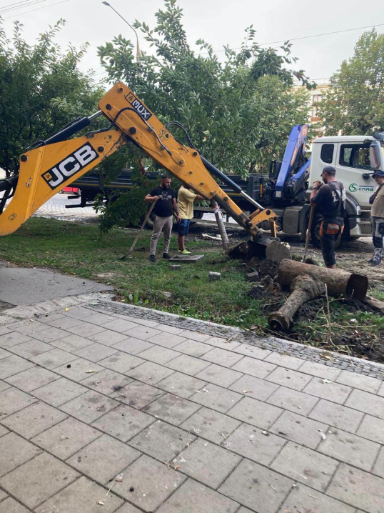 Під час ремонту Головної в Чернівцях викорчували сакуру, посаджену посольством Японії Під час ремонту Головної в Чернівцях викорчували сакуру, посаджену посольством Японії