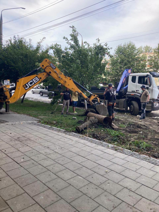 Під час ремонту Головної в Чернівцях викорчували сакуру, посаджену посольством Японії Під час ремонту Головної в Чернівцях викорчували сакуру, посаджену посольством Японії