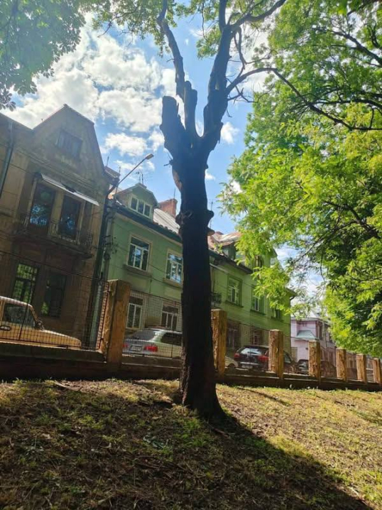 В Чернівцях у парку ім. Шевченка спилять 32 аварійних та сухих дерев В Чернівцях у парку ім. Шевченка спилять 32 аварійних та сухих дерев