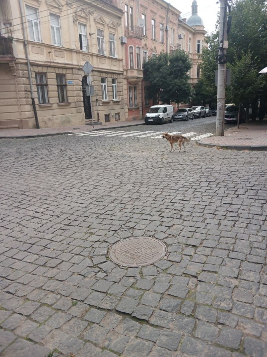 Шукають господаря собаки, яка постійно приходить на одне перехрестя у Чернівцях 