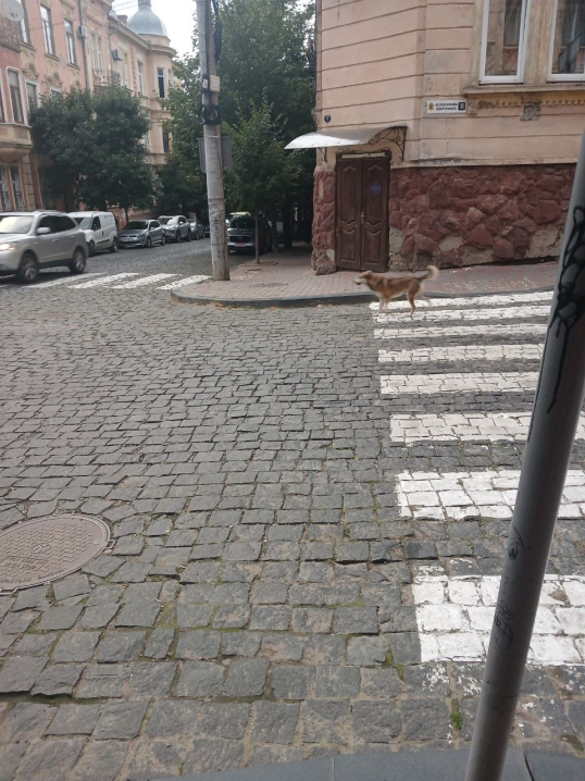 Шукають господаря собаки, яка постійно приходить на одне перехрестя у Чернівцях 