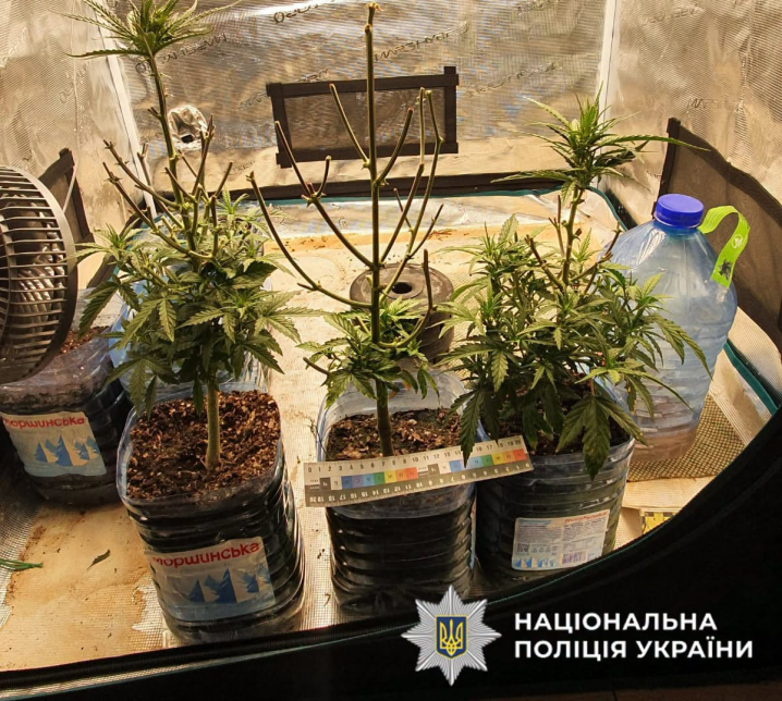 Понад 200 кущів коноплі та 2,5 кг канабісу: на Буковині викрили дев’ятьох підозрюваних Понад 200 кущів коноплі та 2,5 кг канабісу: на Буковині викрили дев’ятьох підозрюваних