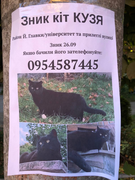 У Чернівцях розшукують чорного кота Кузю, який зник неподалік Резиденції