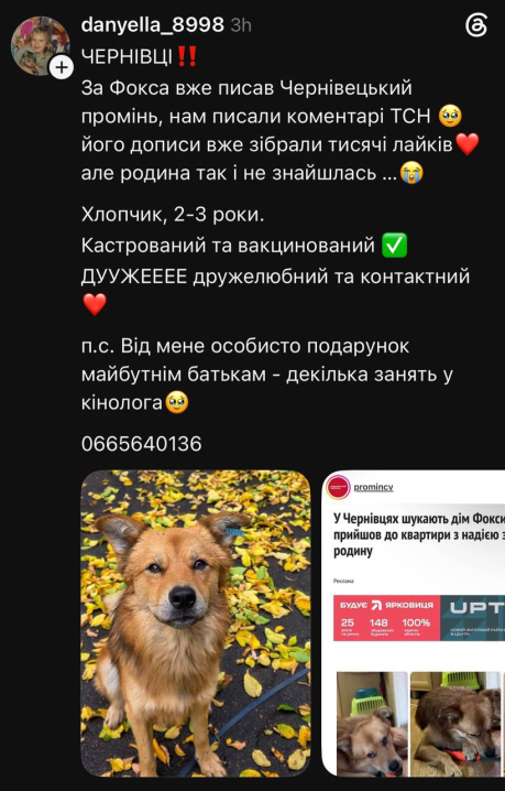 У Чернівцях шукають родину для Фоксика, який сам прийшов до людей по допомогу У Чернівцях шукають родину для Фоксика, який сам прийшов до людей по допомогу