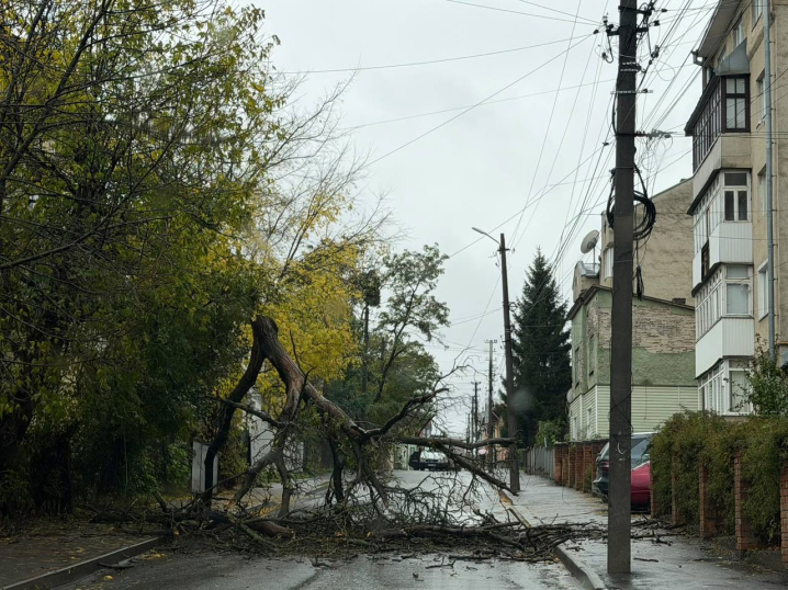 У Чернівцях на вулиці Володимира Великого дерево перекрило проїзд У Чернівцях на вулиці Володимира Великого дерево перекрило проїзд